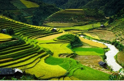 Terraced rice fields-Must dos in Sapa