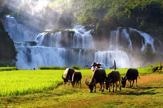 Ban Gioc Waterfall - the largest and most beautiful waterfall in Vietnam